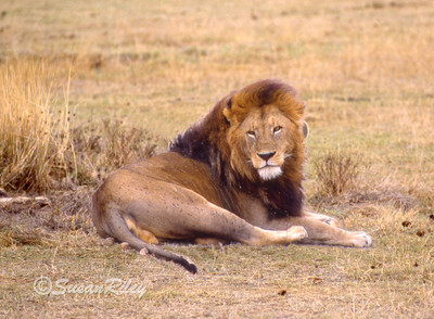 king
