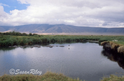 hippo pond(B)
