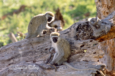 monkey family