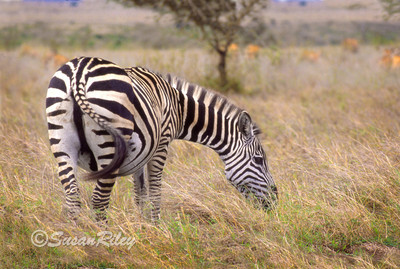 lone zebra