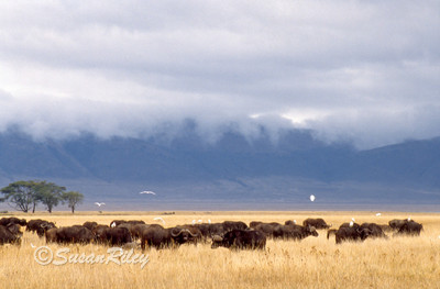 Cape Buffalo2a