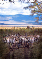 Zebras#1a