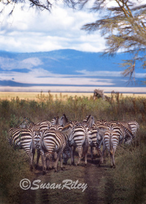 Zebras#1a