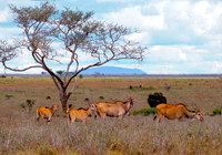 eland