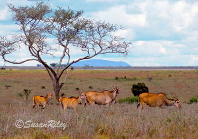eland