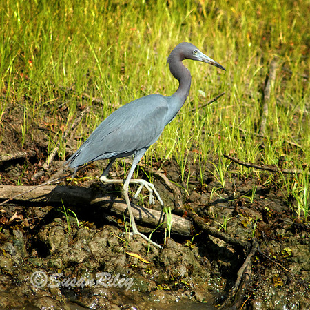 Little Blue Heron