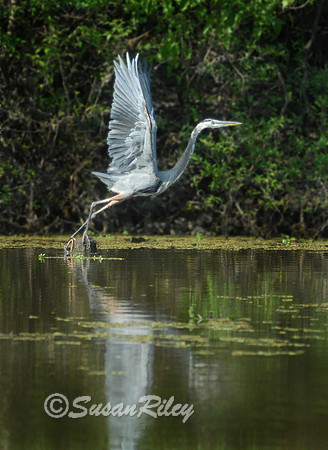Great Blue Heron
