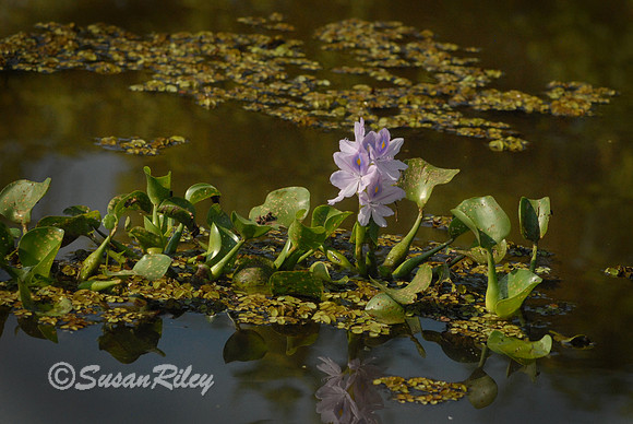 Water Hyacinth