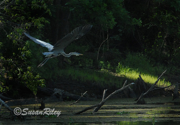 Great Blue Heron