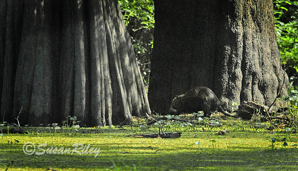 Nutria