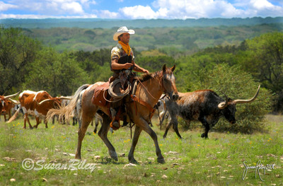 wrangler