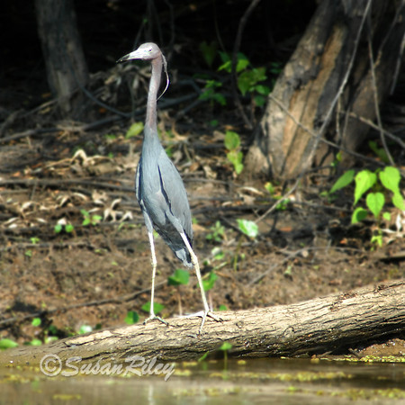 Little Blue Heron