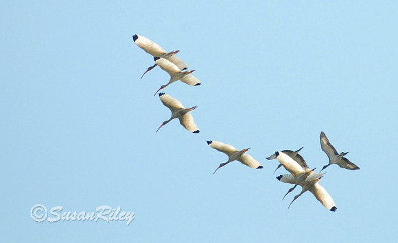 White Ibis Flock