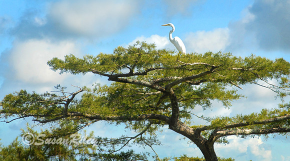 Great Egret in Cypress Tree