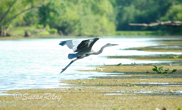 Great Blue Heron
