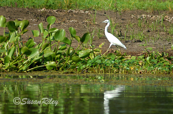 young Little Blue Heron