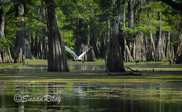 Great Egret